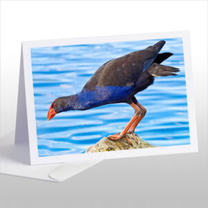 Pukeko on Rock