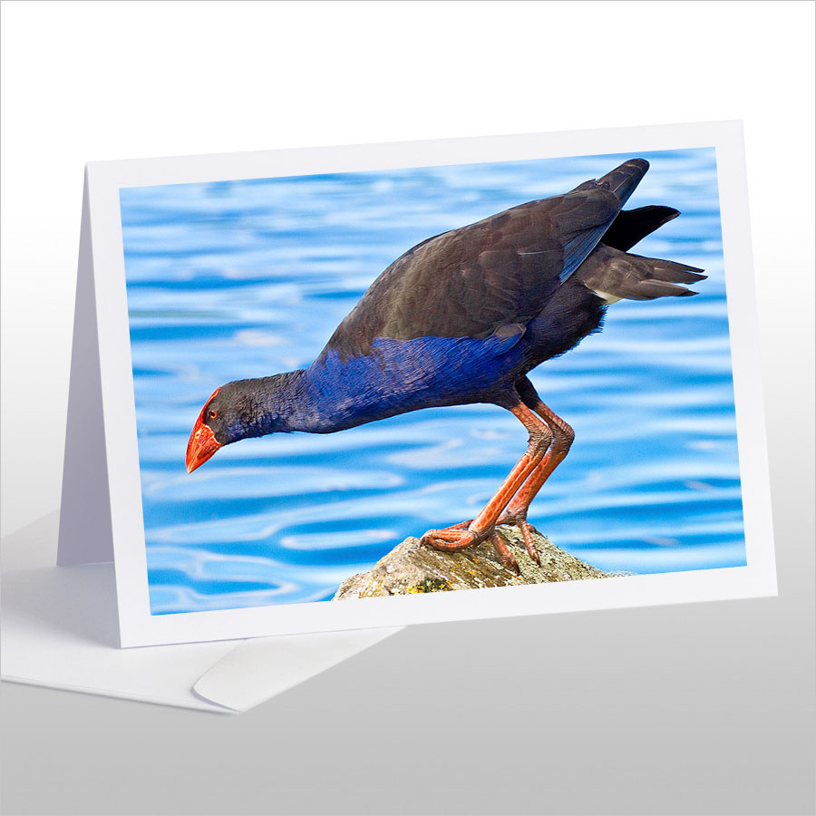 Pukeko on Rock