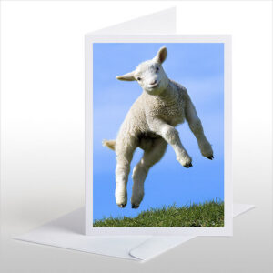 Leaping Lamb