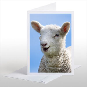 Happy Lamb