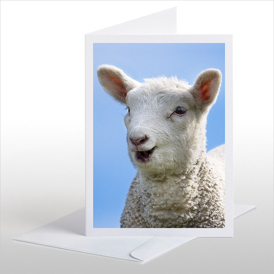 Happy Lamb