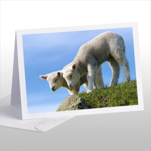 Curious Lambs