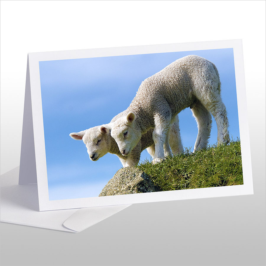 Curious Lambs