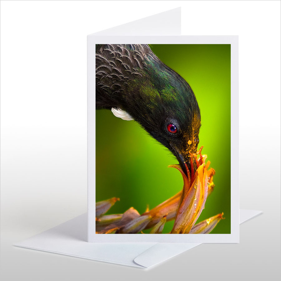 Feeding Tui