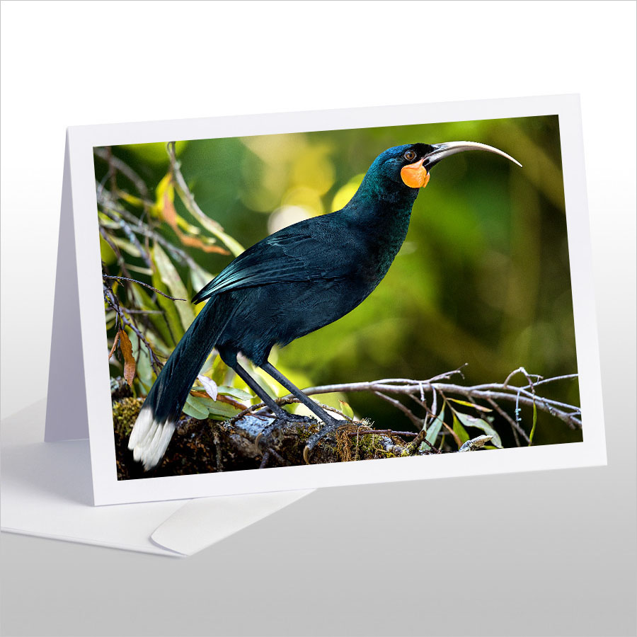 The Magnificent Huia (extinct)