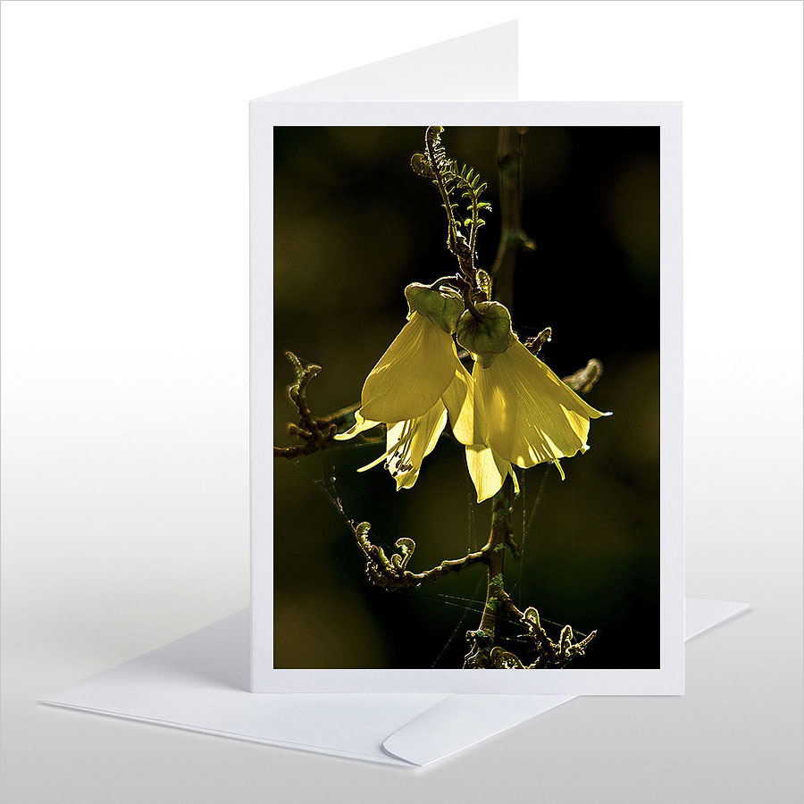 Kowhai Flowers