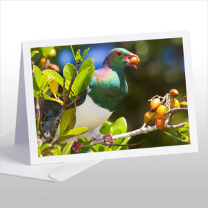 Kereru in Karaka tree with berry