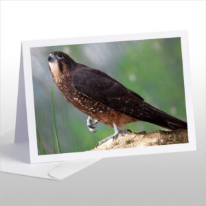 Karearea, endangered native New Zealand Falcon