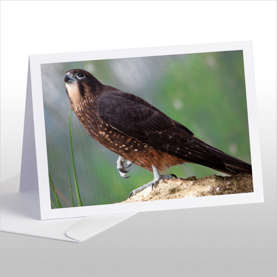 Karearea, endangered native New Zealand Falcon