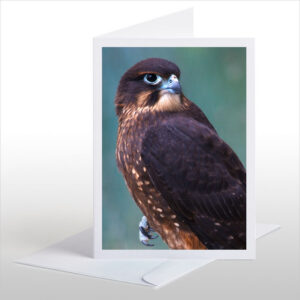 New Zealand native Falcon, Karearea