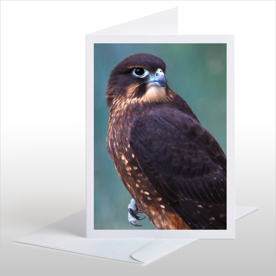 New Zealand native Falcon, Karearea