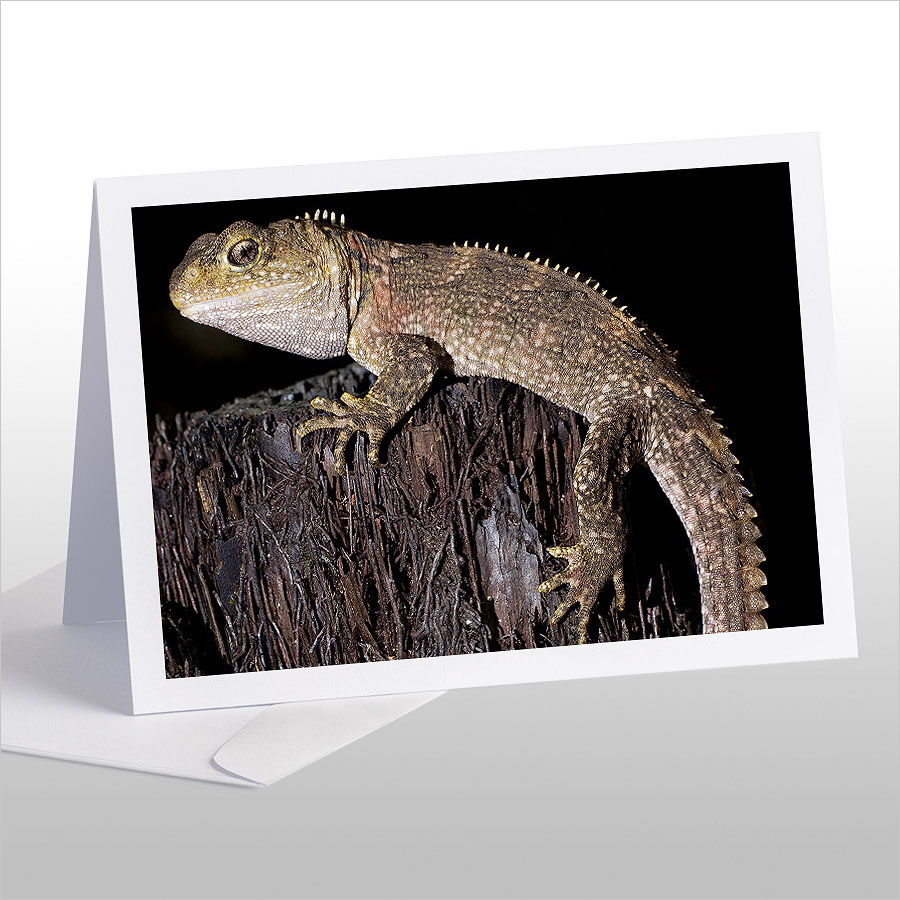 Juvenile Tuatara