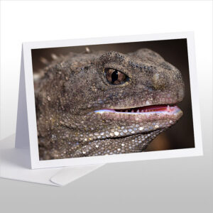 Living Fossil Mature Tuatara