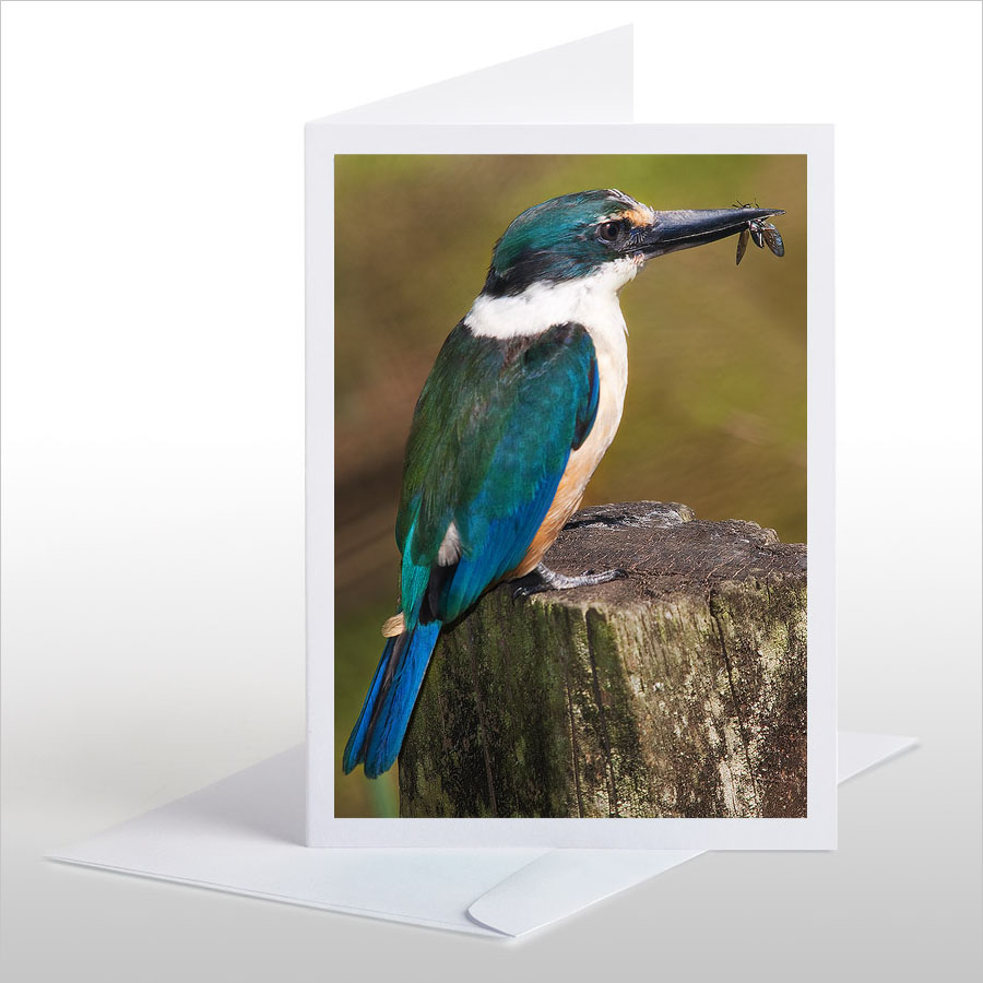 Kotare (Kingfisher) with Soldier Fly