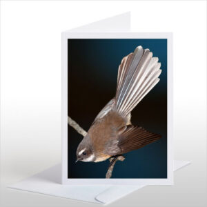 Piwakawaka, the Fantail