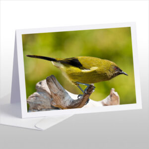 Bellbird, Korimako, Makomako
