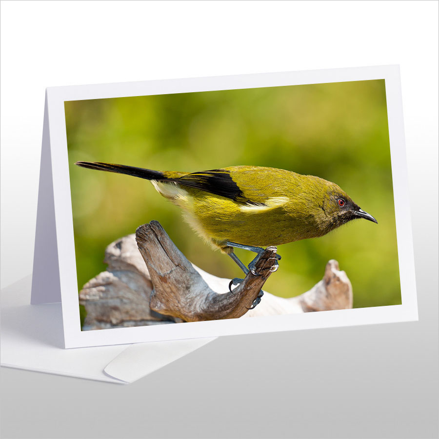 Bellbird, Korimako, Makomako