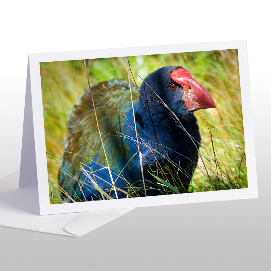 The Takahe