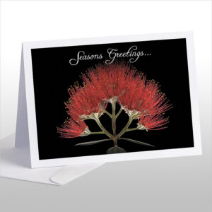 Pohutukawa Flower (Seasons Greetings)