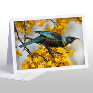 Tui and Spring Kowhai