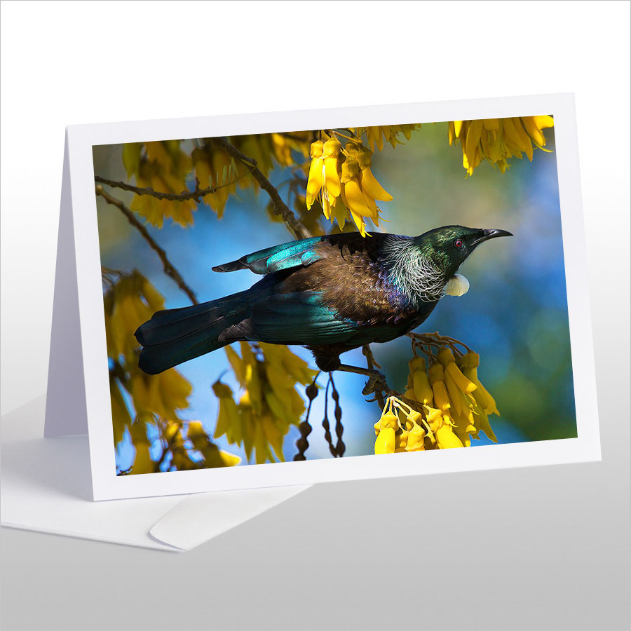 Tui in Kowhai, Dappled Light