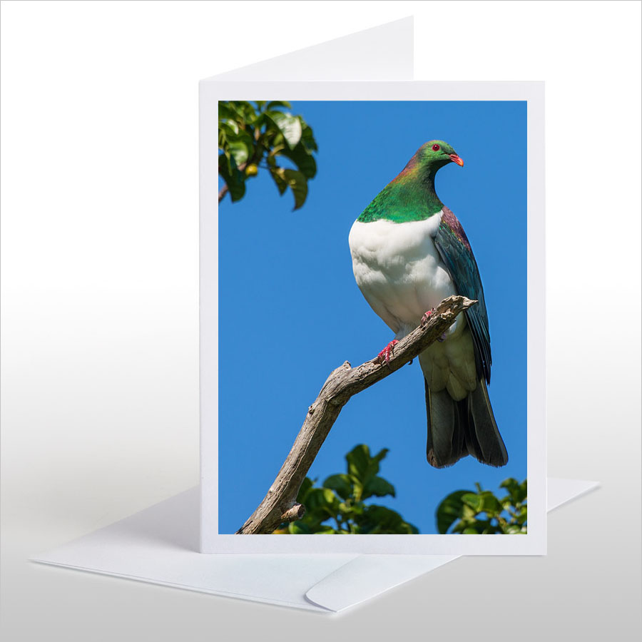 Kereru in Puriri Tree