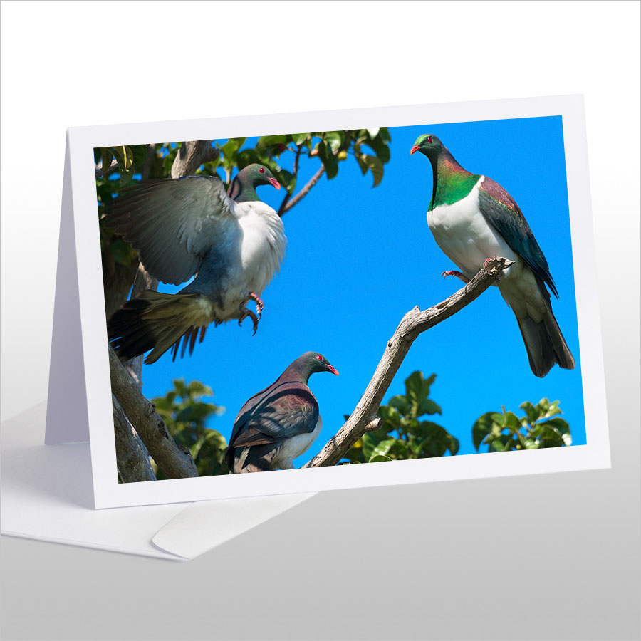 Kereru Group, Puriri Treetop
