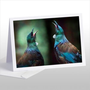 Tui Duet