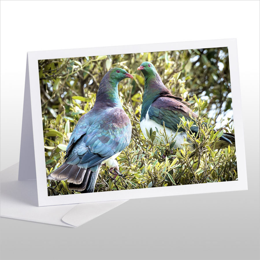 Kereru Couple