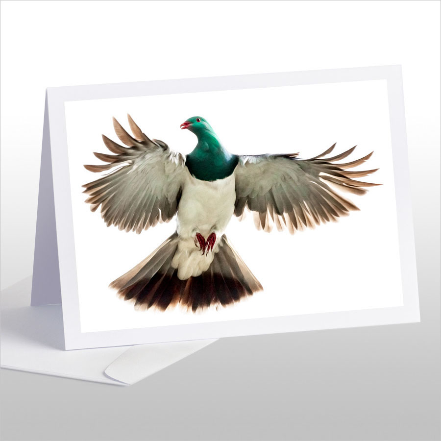 Kereru, Caught in Flight