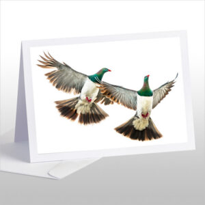 Kereru Couple in Flight