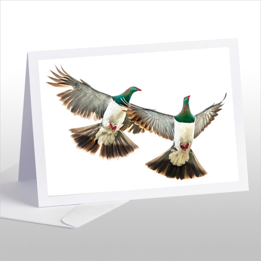 Kereru Couple in Flight