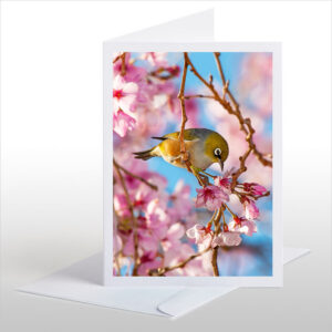 Silvereye, Waxeye (Tauhou)