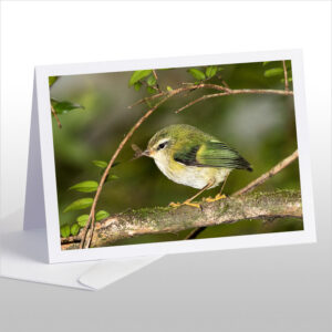 Rifleman, NZ's Smallest Bird