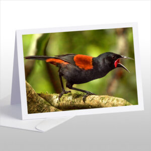 Singing Saddleback