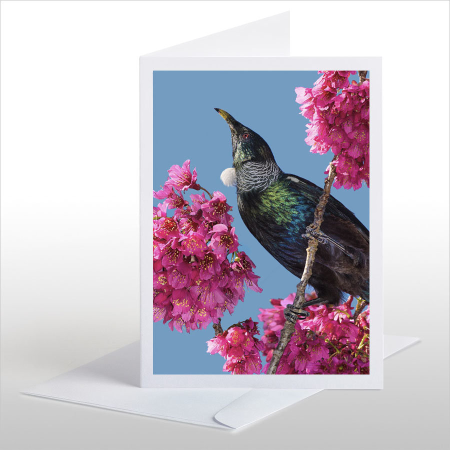 Tui in Cherry Blossom