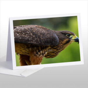Karearea, endangered native NZ Falcon