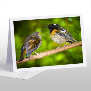 Male Stitchbird (Hihi) with fledged Chick