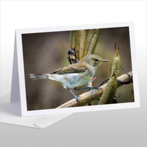 Grey Warbler, Riroriro