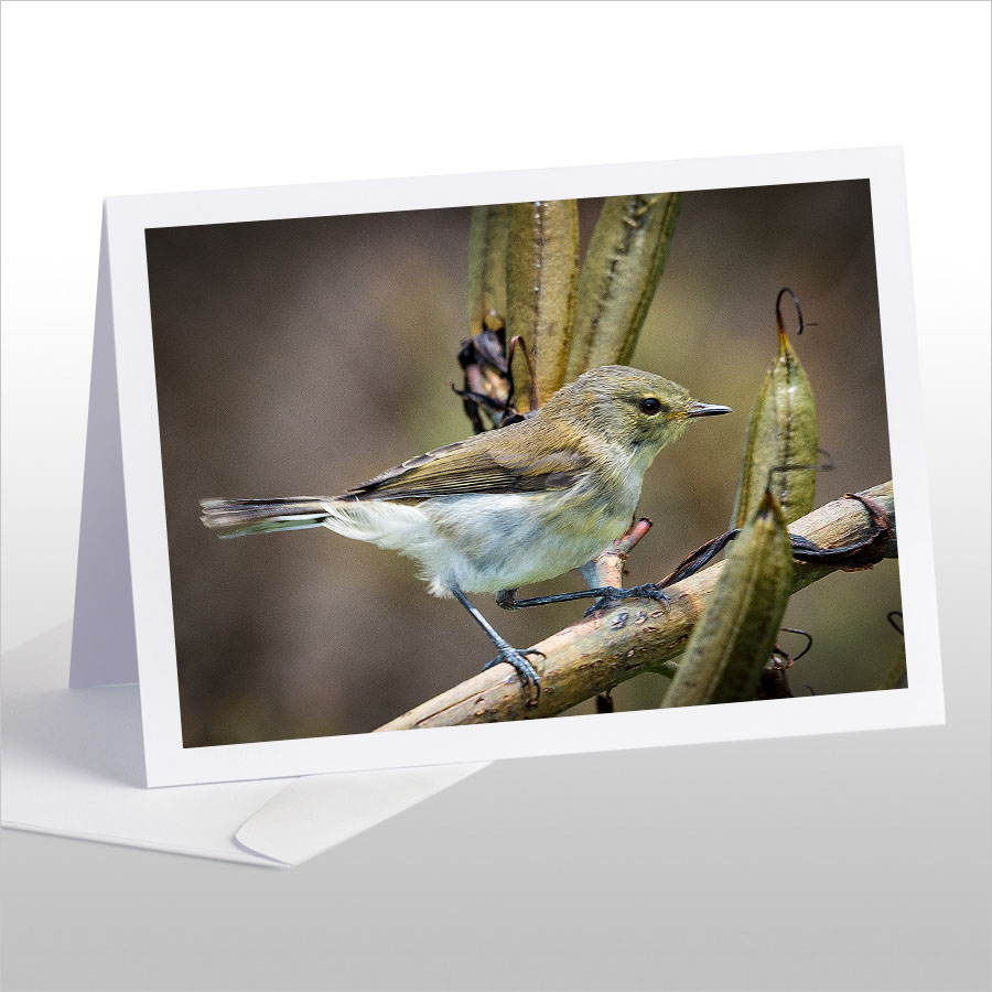 Grey Warbler, Riroriro