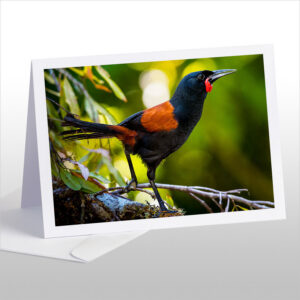 Saddleback, Tieke