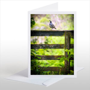 Quail on Gate