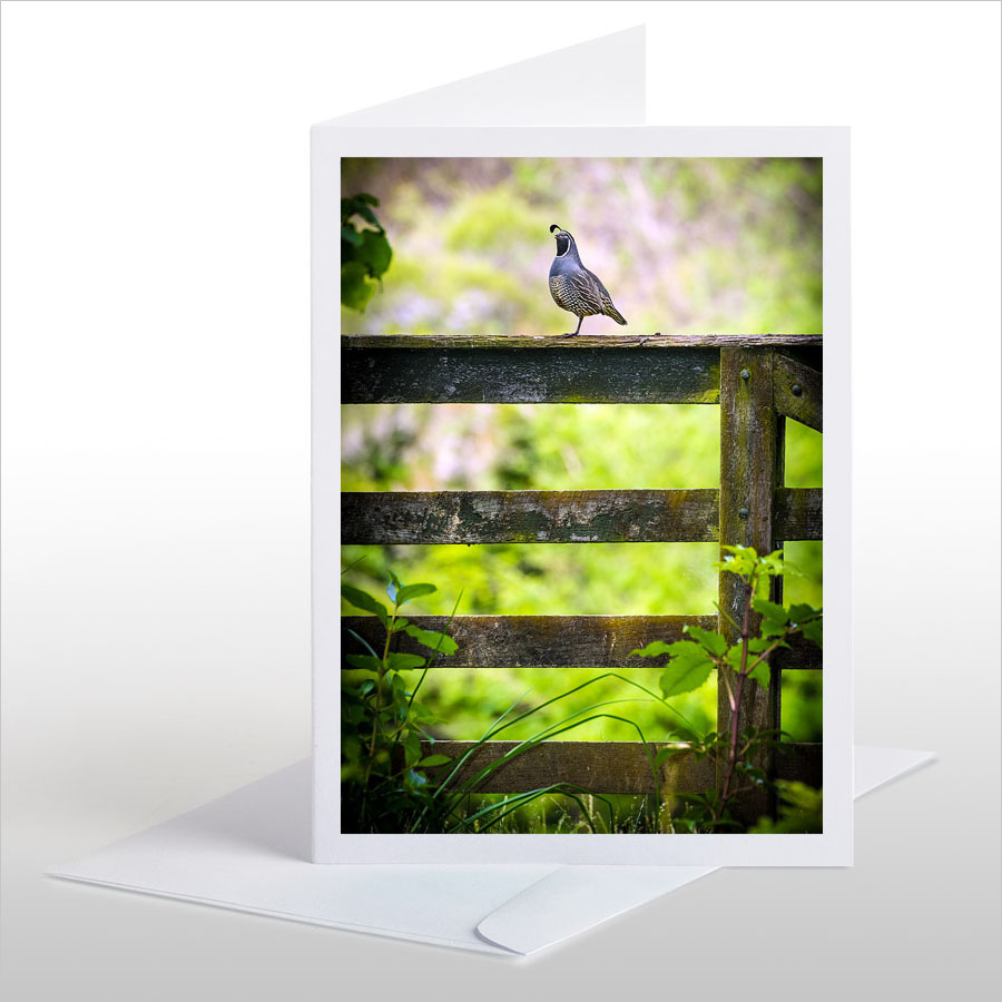 Quail on Gate