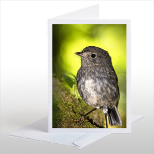 North Island Robin, Toutouwai