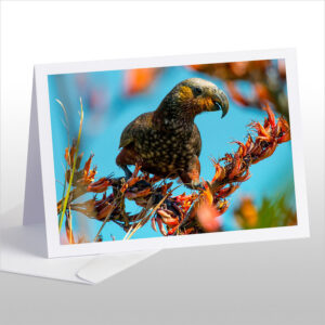 Kaka, the Bush Parrot