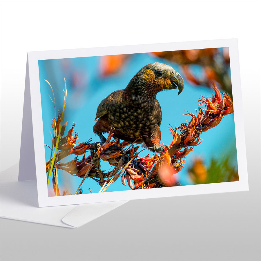 Kaka, the Bush Parrot