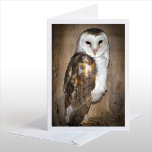 The Barn Owl, New Zealand's newest native