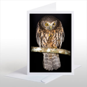 Morepork (Ruru) with Weta
