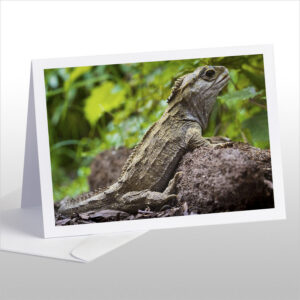 Basking Tuatara