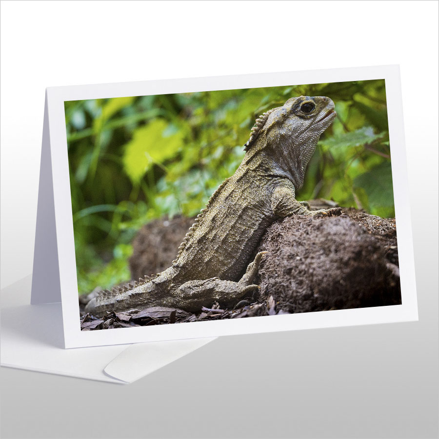 Basking Tuatara